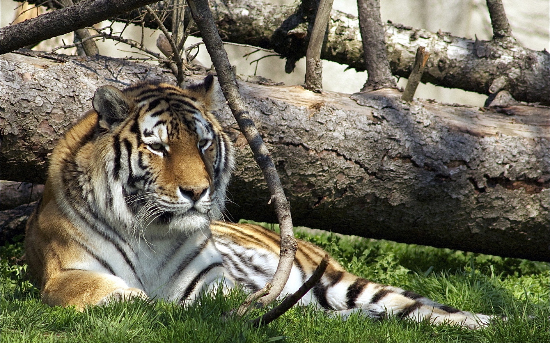 Картинки Тигр, хищник, большой кот, трава, ложь фото и обои на рабочий стол