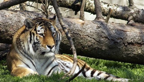Тигр, хищник, большой кот, трава, ложь