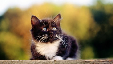 Котенок, ложь, лицо, пятнистый