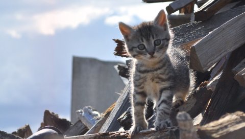 Котенок, лазание, пятнистый
