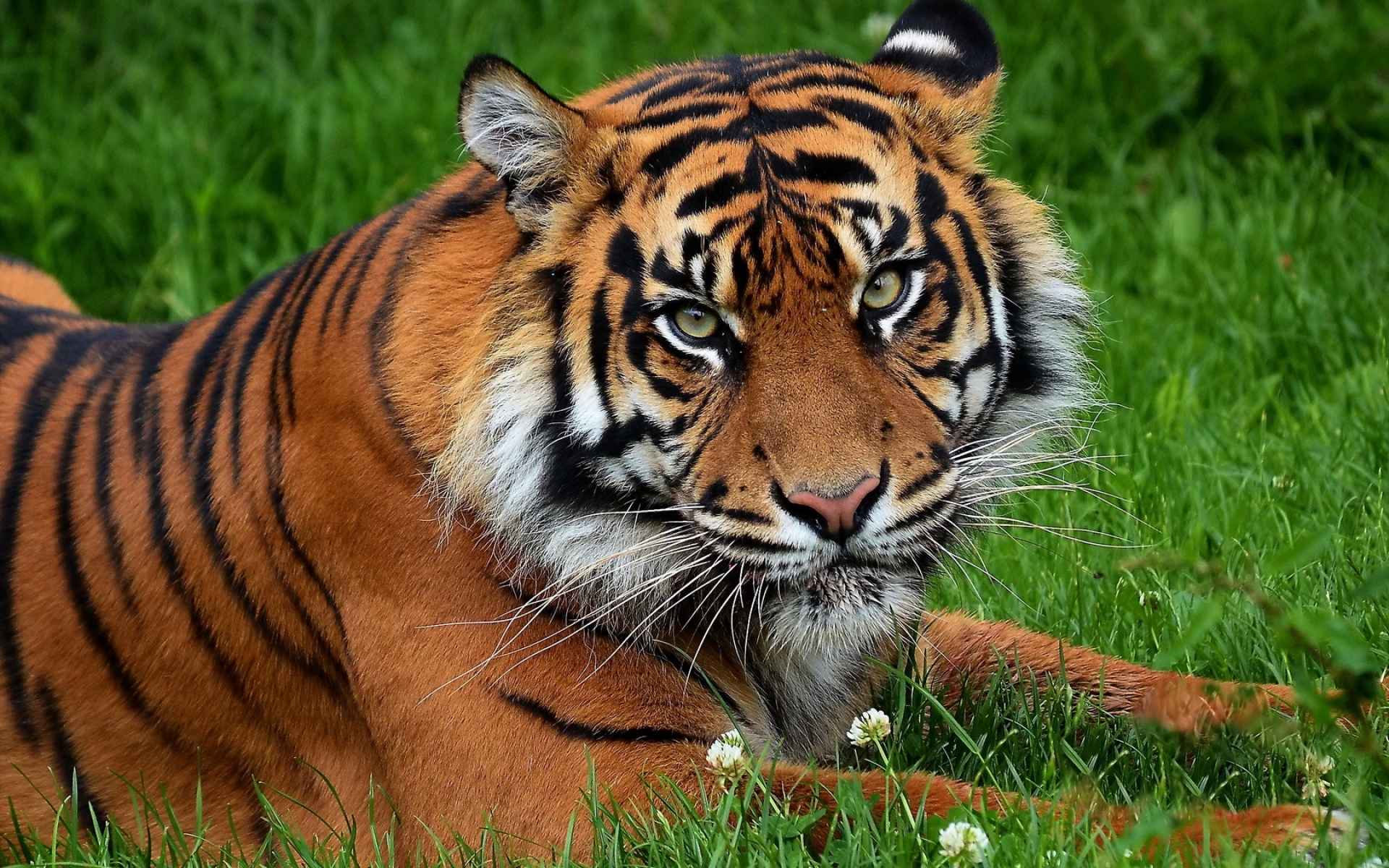 Картинки Тигр, большой кот, хищник, трава, цветы фото и обои на рабочий стол