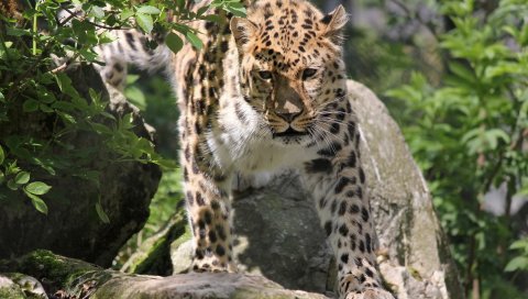 Леопард, большая кошка, лицо, глаза