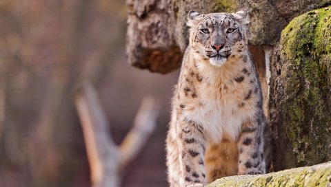 Снежный барс, большой кот, пятнистый, сидеть, хищник