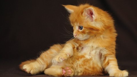 Котенок, ребенок, полосатый, светлый