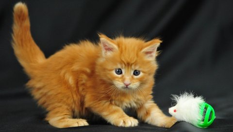 Котенок, маленький, игривый, игрушка, фотосессия