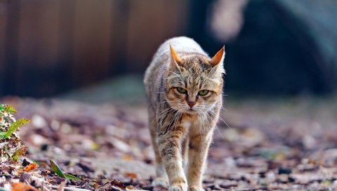 Кошка, осень, худой, прогулка, усталость