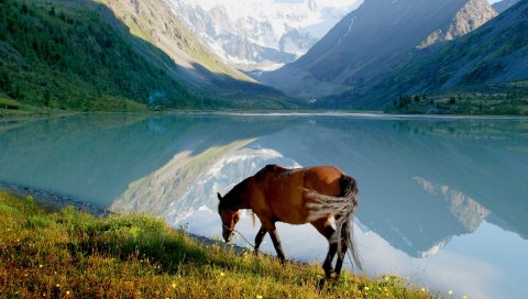 Лошадь, гора, озеро, трава, прогулка