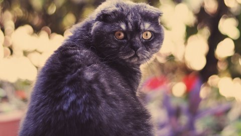 Кошка, взгляд, лицо, жир, блики