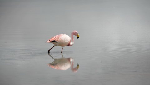 Фламинго, вода, птицы, туман