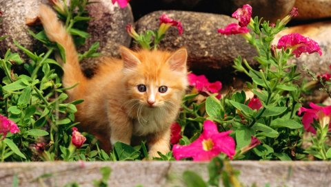 Котенок, ребенок, трава, цветы, любопытство