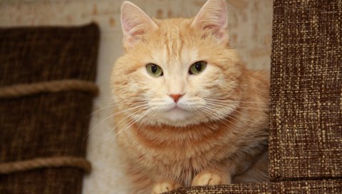 Кошка, лицо, толстый, взгляд