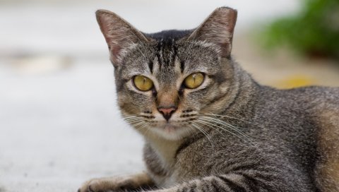 Кошка, морда, вниз