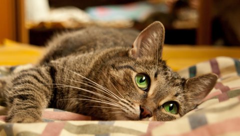 Кошка, лицо, глаза, ложь, игривый