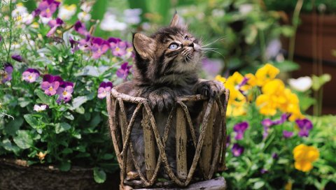Кошка, сидя, плетеные, цветы