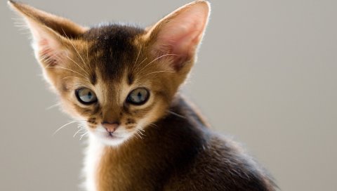 Котенок, ушастый, лицо