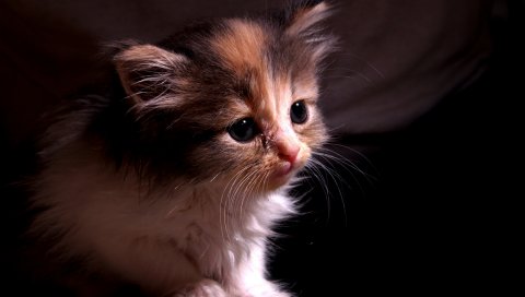 Котенок, ребенок, лицо, тень