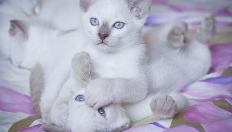 Котята, голубые глаза, пара, игривые