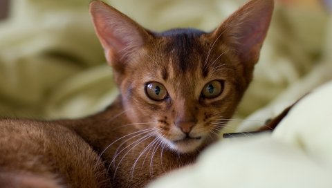 Кошка, морда, уши, ушастые