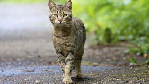 Кошка, прогулка, полосатая, морда