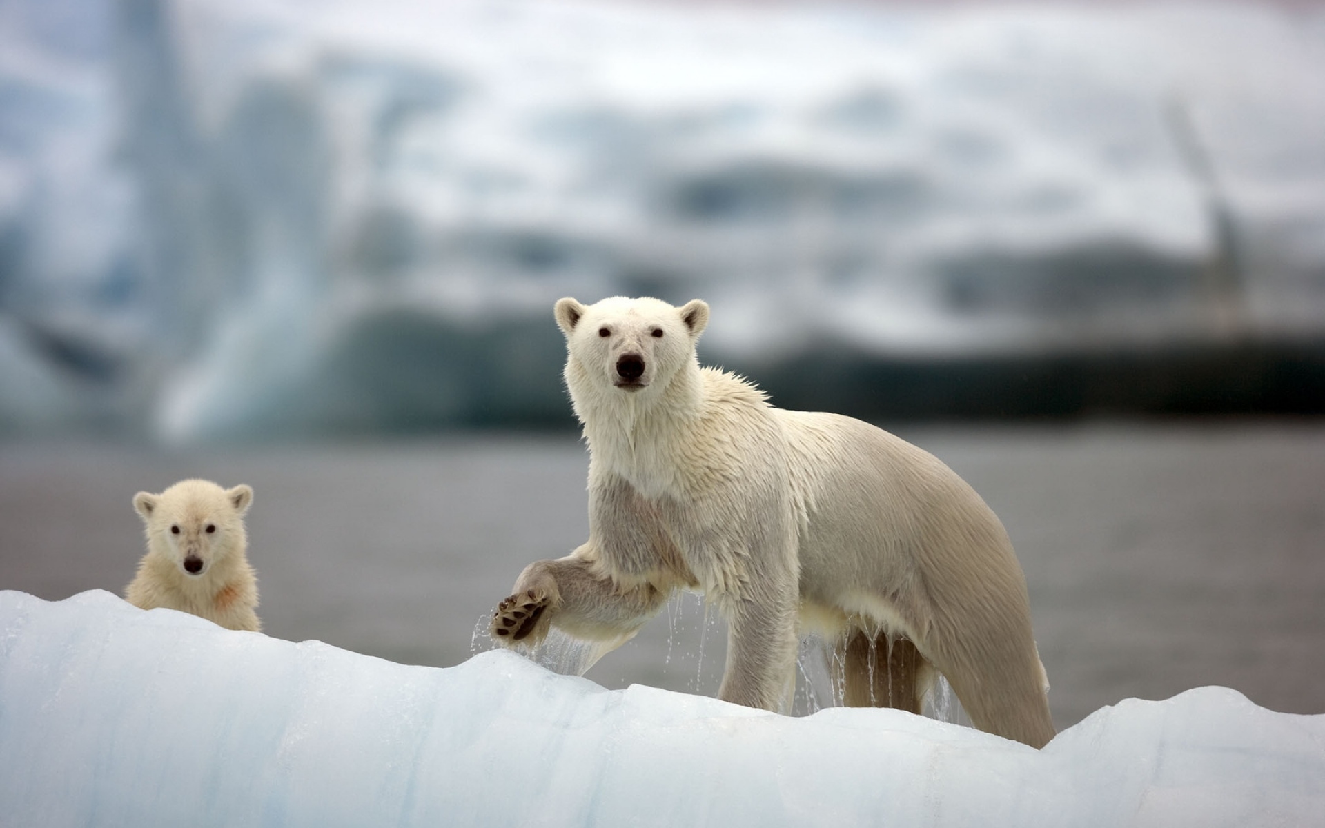 Картинки Белые медведи, семья, прогулка, снег, арктика фото и обои на рабочий стол