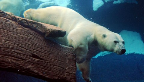 Полярный медведь, подводный, плавательный, большой