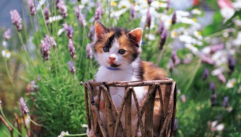 Котенок, трава, цветы, пятнистый