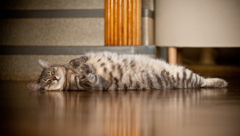 Кот, вниз, полосатый, пол