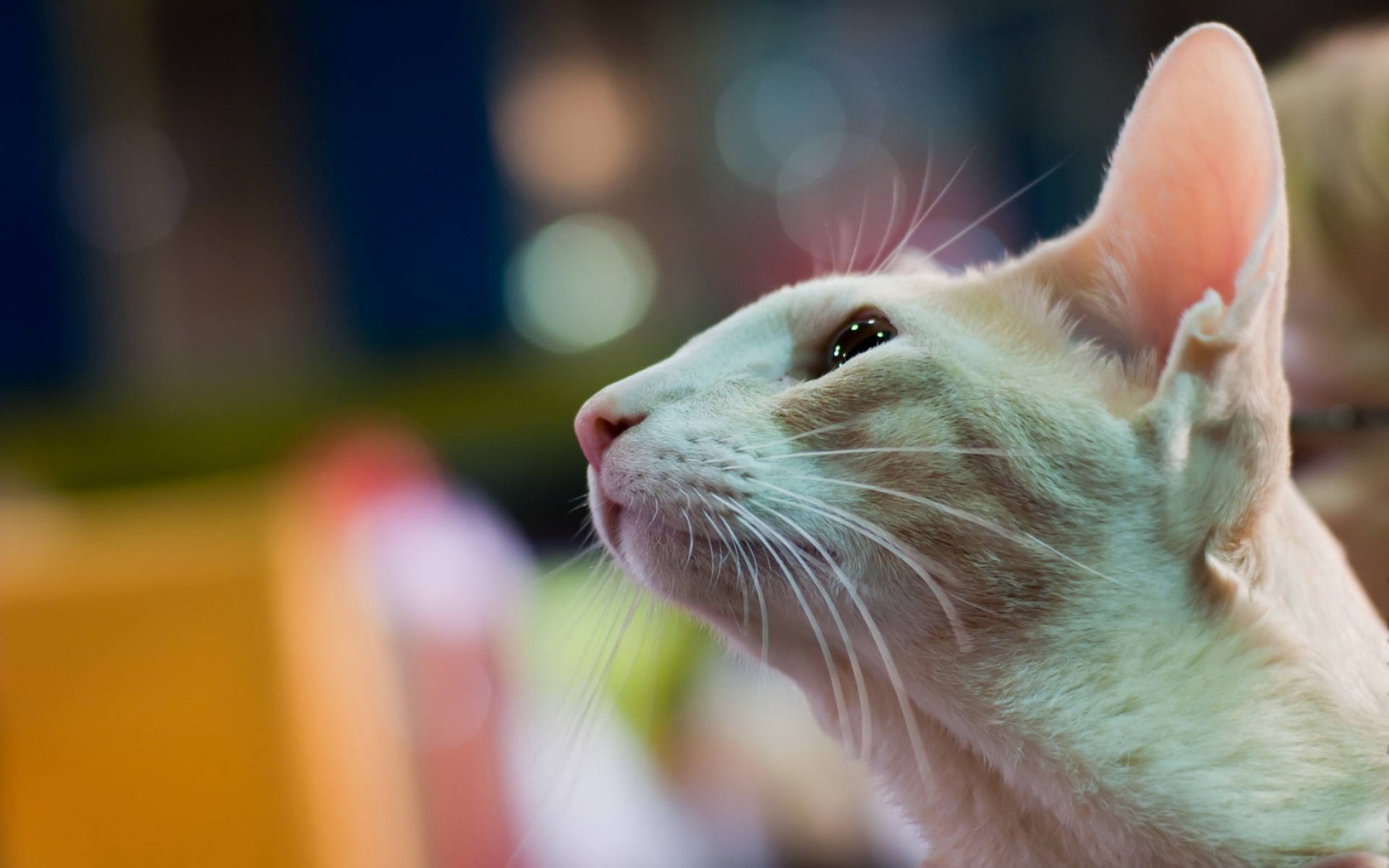 Картинки Кошка, морда, уши, глаза, профиль фото и обои на рабочий стол