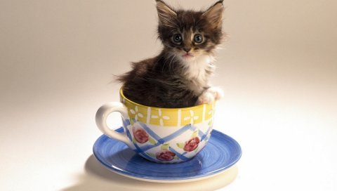Котенок, чашка, пушистая, пестрая