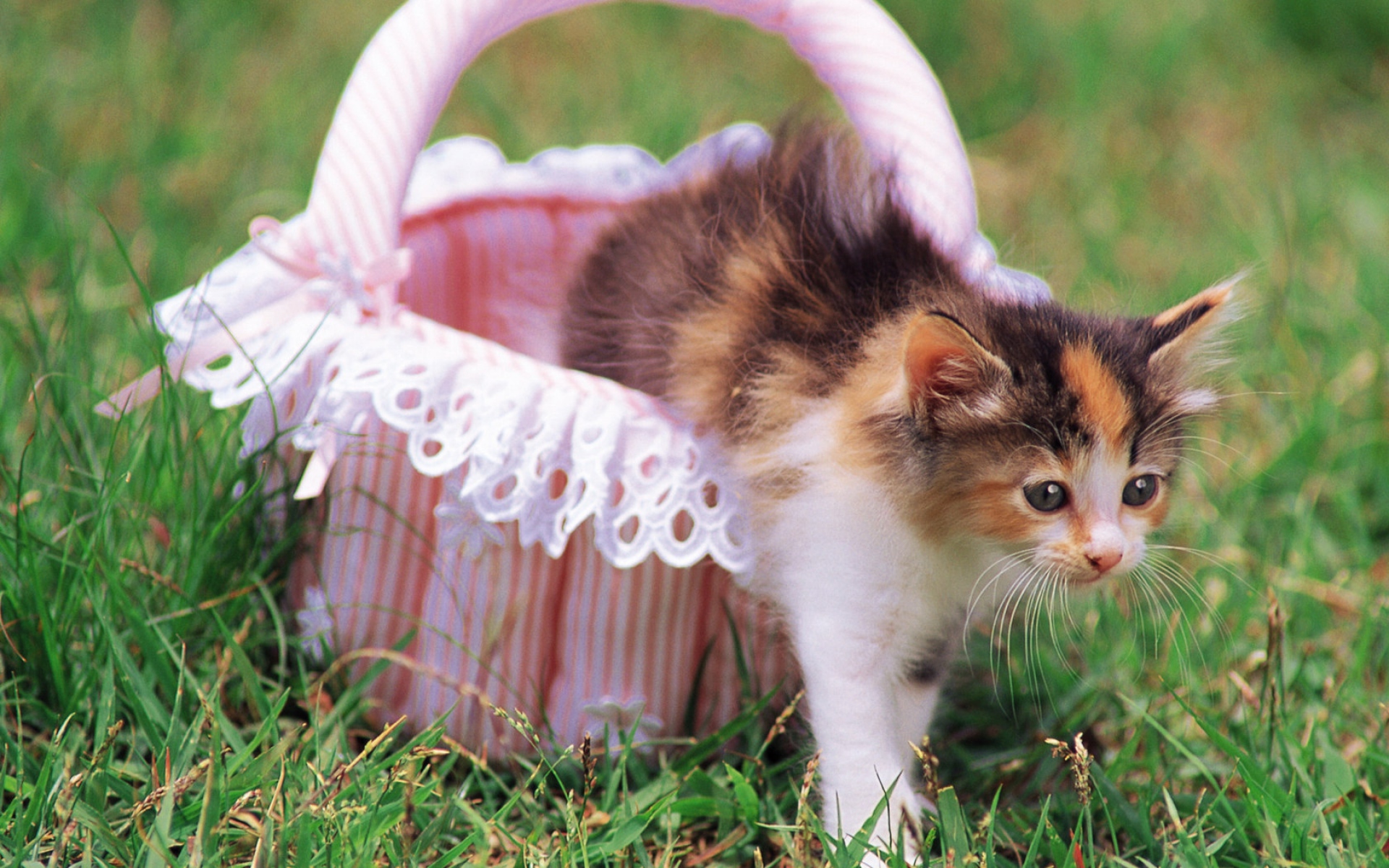 Питомцы кошечки. Красивые котята. Картинки котят. Кошки маленькие. Маленькая кошечка.