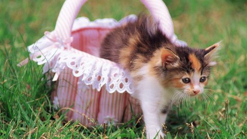 Котенок, трава, шоппинг, пятнистый