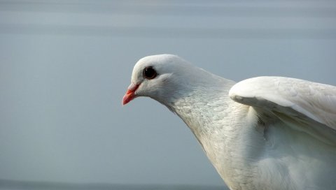 голубь,