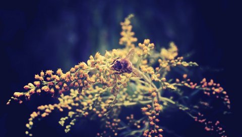 Пчела, цветок, фон, темный