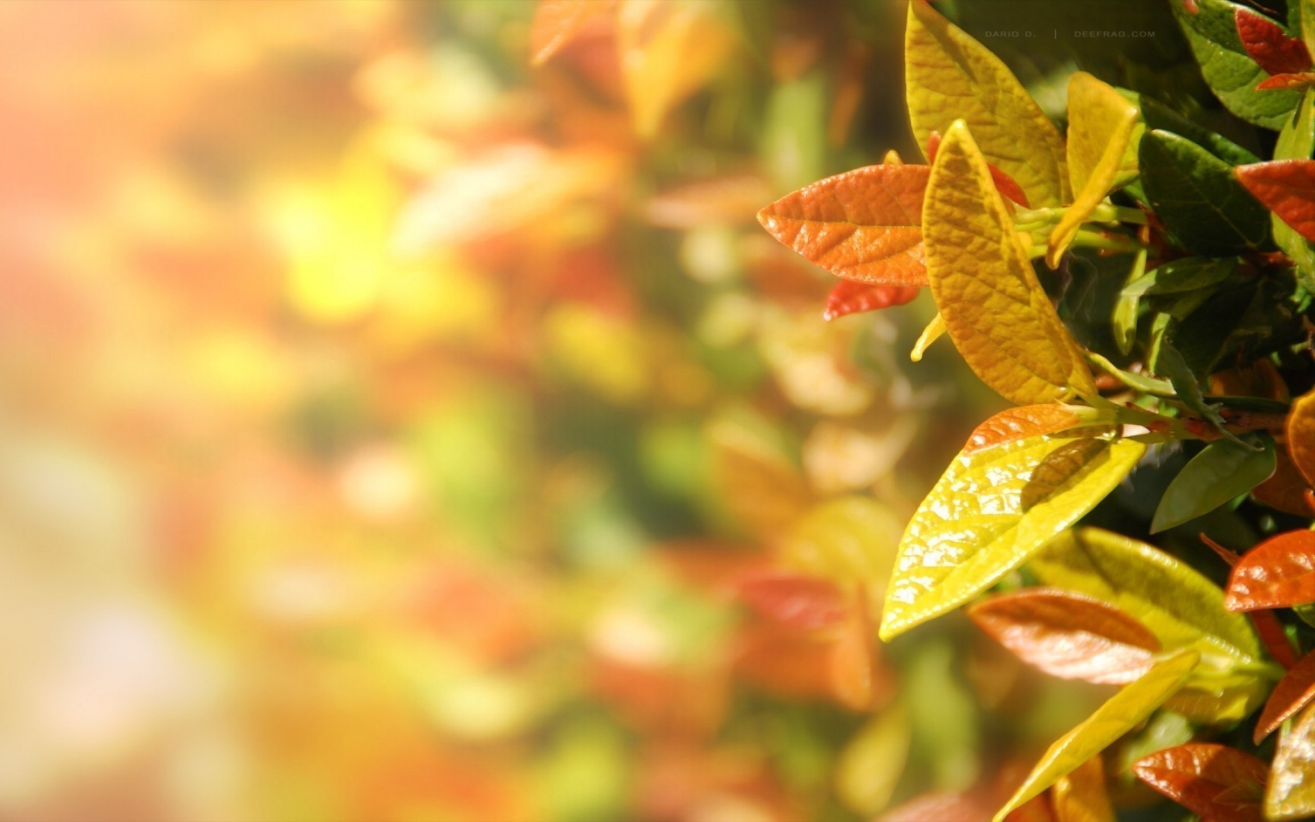 Картинки Листья, осень, красочные фото и обои на рабочий стол