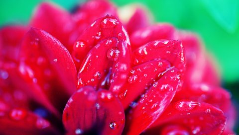 Лепестки, цветы, бутон, капля, яркие