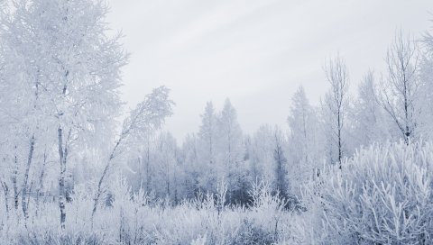 Дерево, иней, седые волосы, зима, мороз