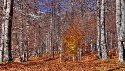 Осень, деревья, листья, октябрь, сундуки, индийское лето