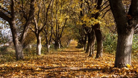 Осень, деревья, листья, октябрь, сундуки, увядание, звания, трек
