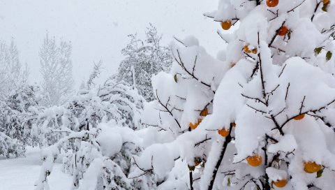 Снег, деревья, аномалия, погода, персики, обложка