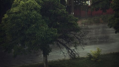 Дерево, мрачный, крона, водохранилище