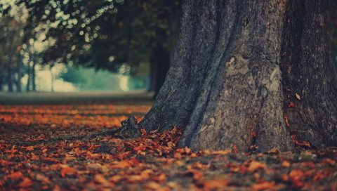 Сундук, листья, осень, земля, дерево, кора