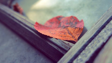 Лист, осень, упавший, поверхность