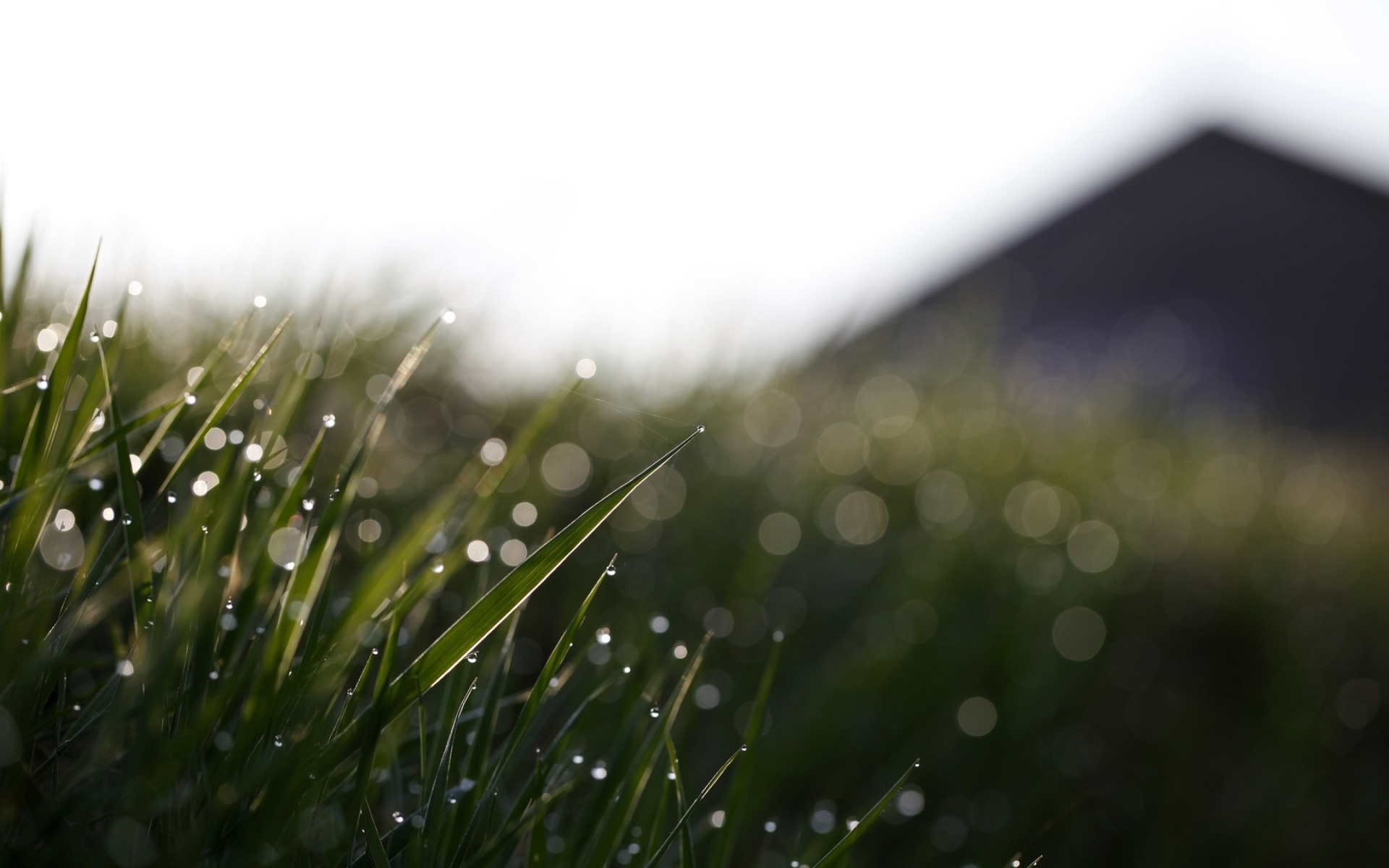 Картинки Трава, капли, блики, плесень фото и обои на рабочий стол