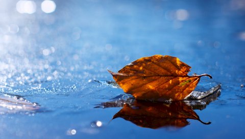 Лист, осень, упавший, сухой, вода, жидкость