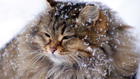 Кошка, пушистая, снежная, толстая