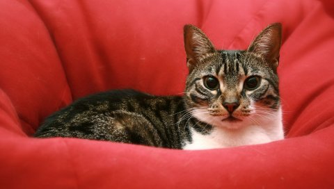 Кошка, вниз, лицо, глаза, ожидание