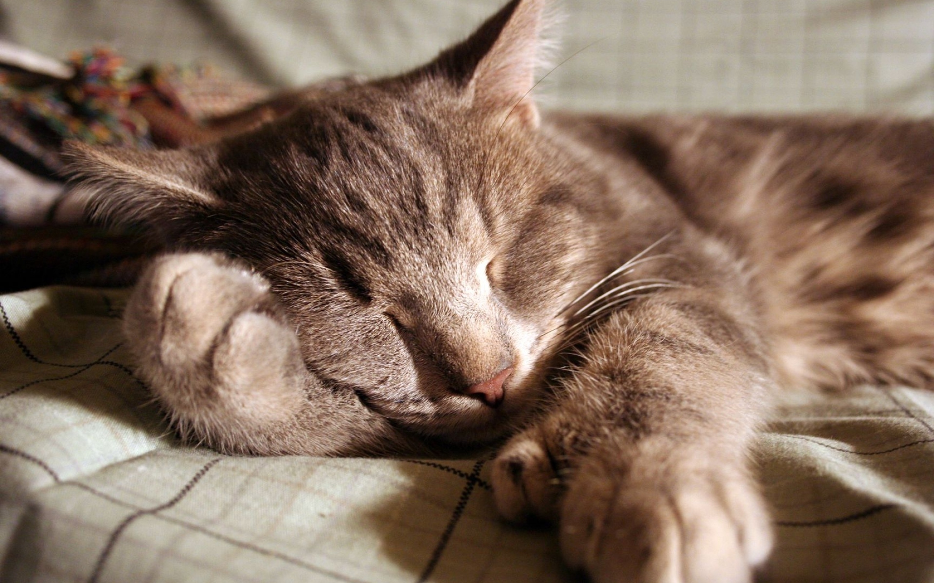 Картинки Кошка, сон, нога, лицо фото и обои на рабочий стол