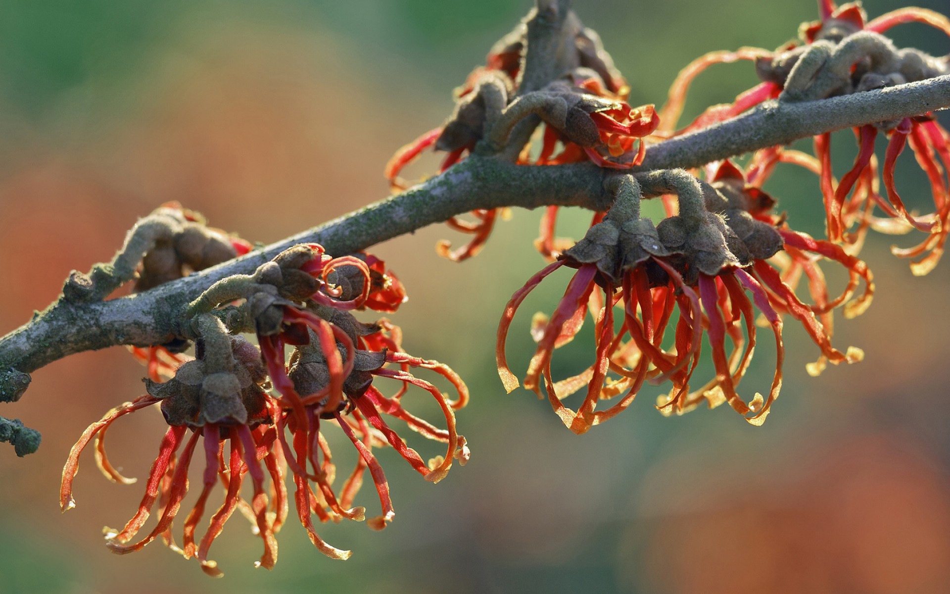 6 ветка. Гамамелис. Красивые ветви растений. Hamamelis mollis. Ветка травы.