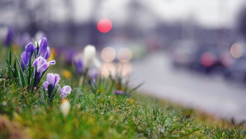 Трава, цветы, фон, мох, крокус