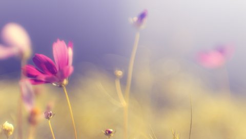 Цветок, космея, блики, розовые, яркие, лепестки